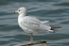 image of Larus delawarensis