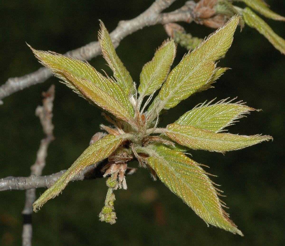 Fagaceae Quercus acutissima