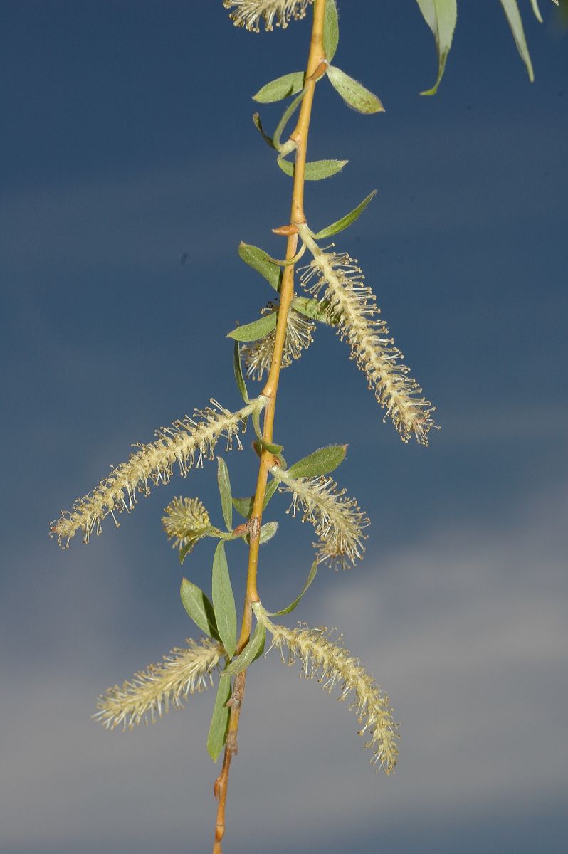 Salicaceae Salix babylonica