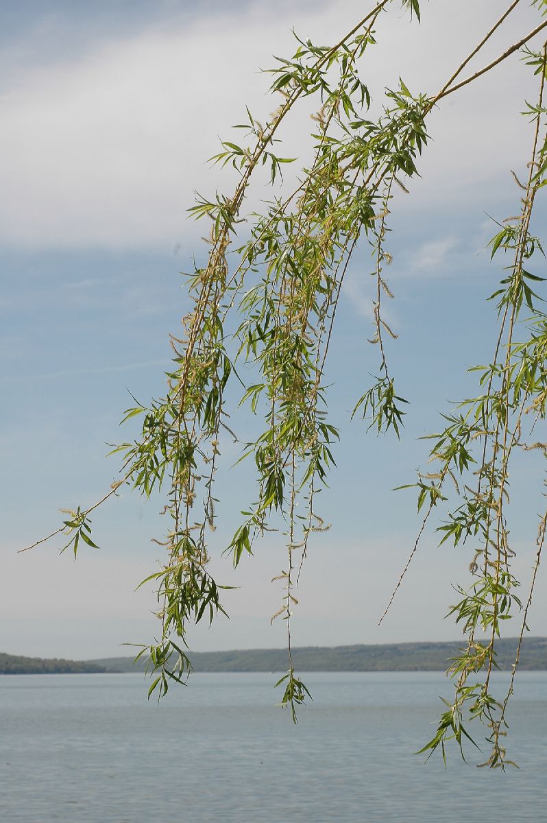 Salicaceae Salix babylonica