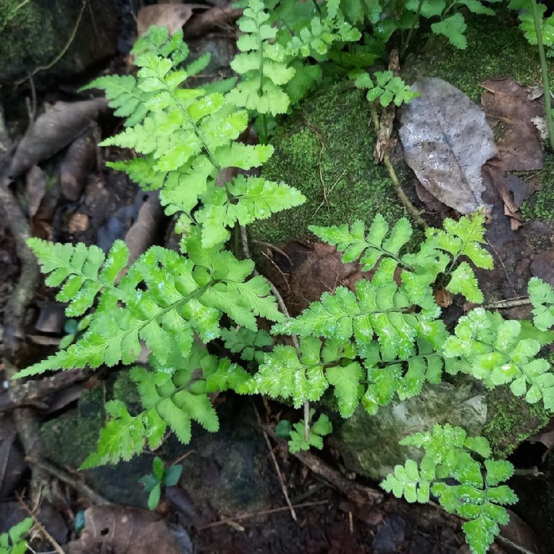 Aspleniaceae Hymenasplenium obtusifolium