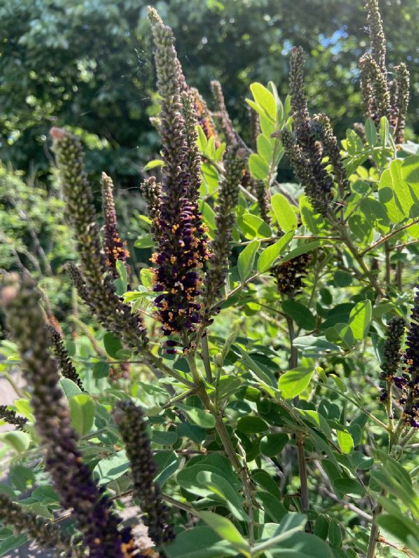 Fabaceae Amorpha fruiticosa