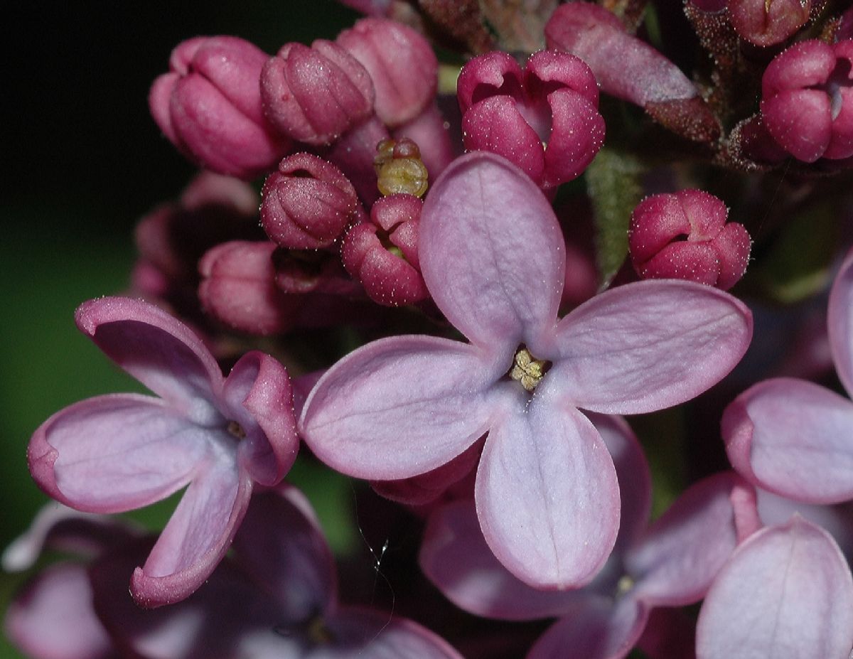 Oleaceae Syringa vulgaris