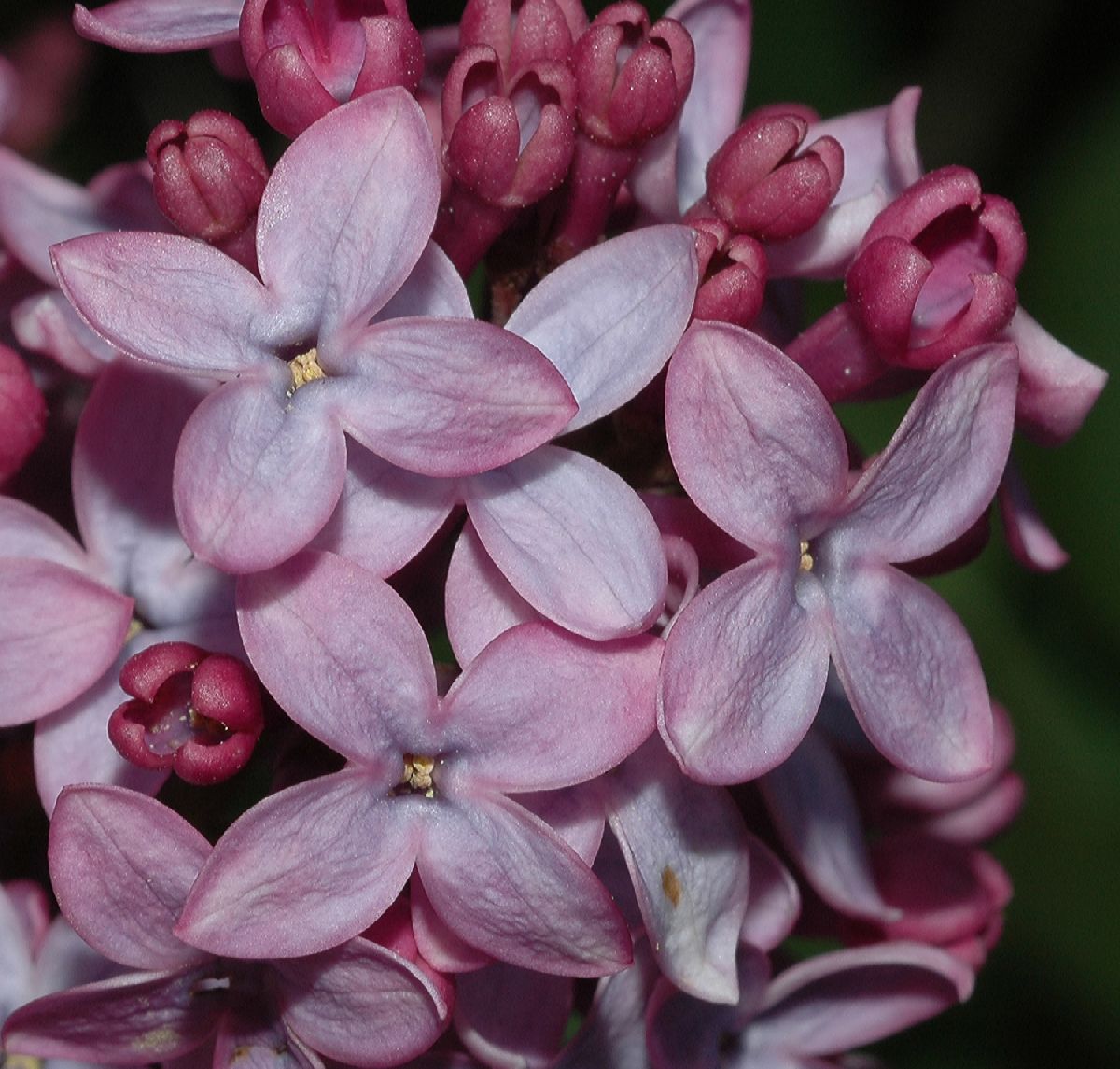 Oleaceae Syringa vulgaris