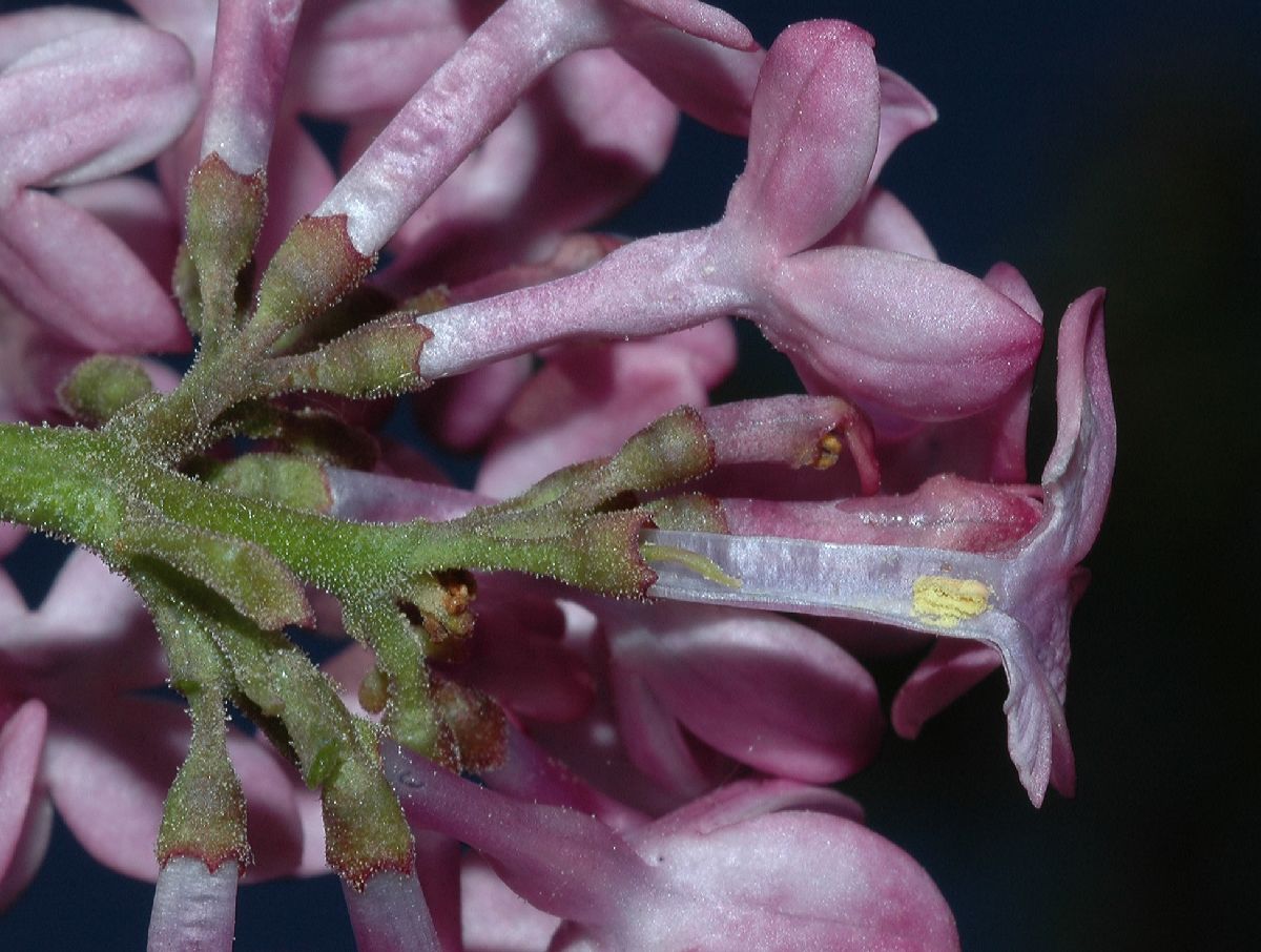 Oleaceae Syringa vulgaris