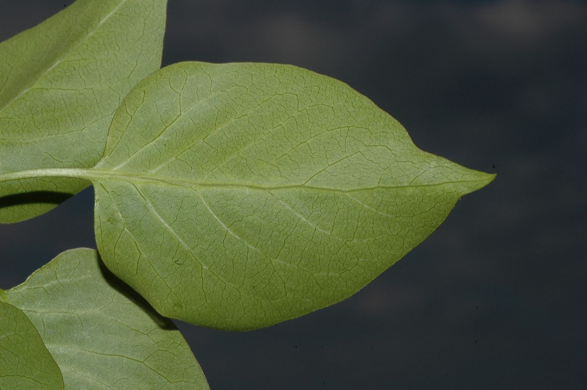 Oleaceae Syringa vulgaris