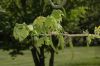 image of Juglans ailantifolia