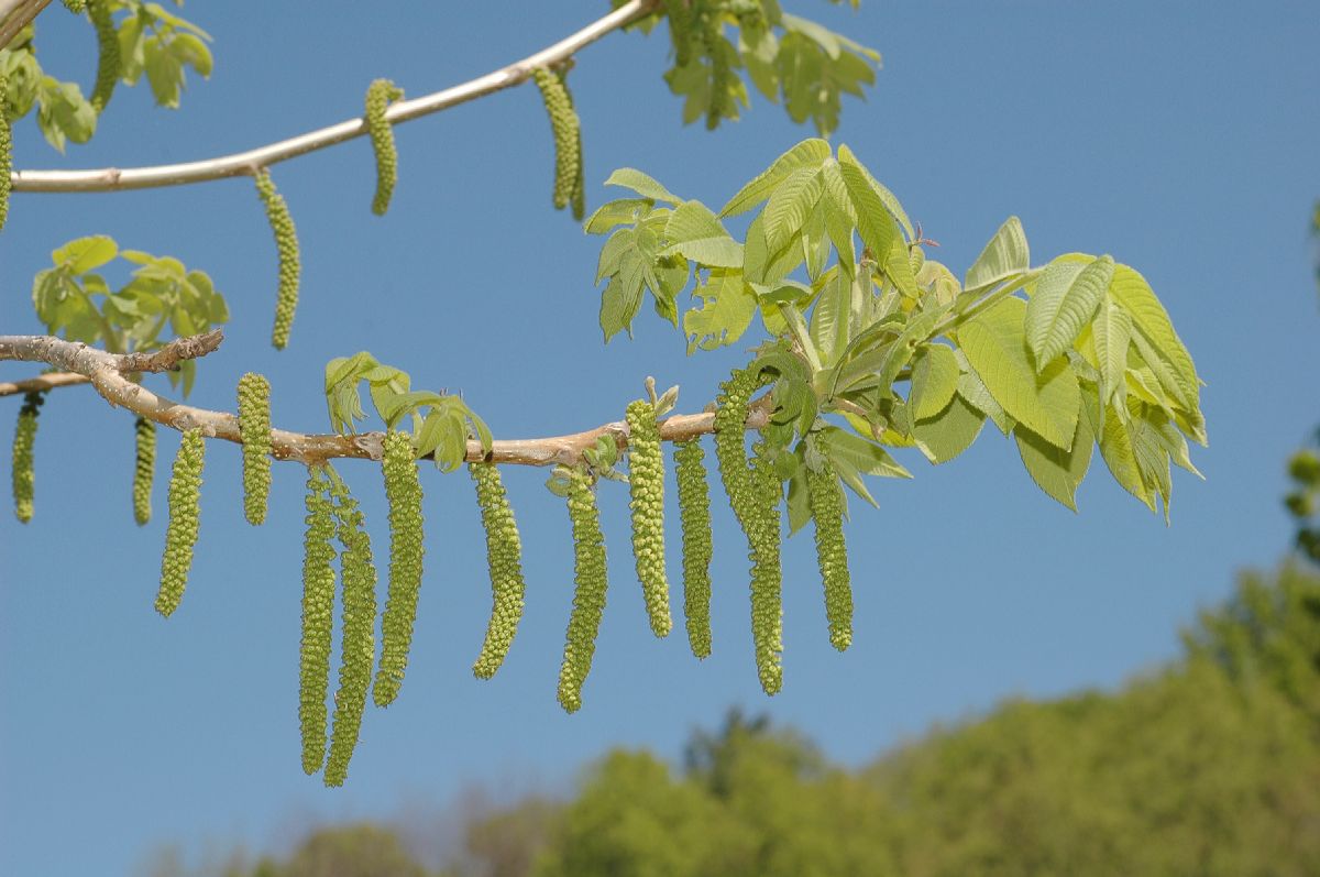 Juglandaceae Juglans ailantifolia