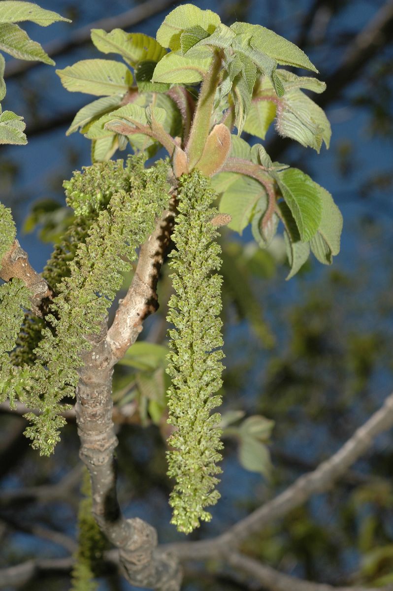 Juglandaceae Juglans ailantifolia