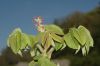 image of Juglans ailantifolia