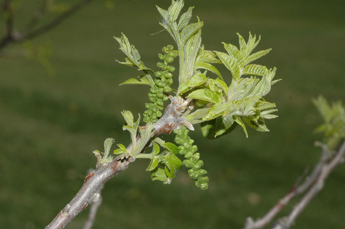 Juglandaceae Juglans nigra