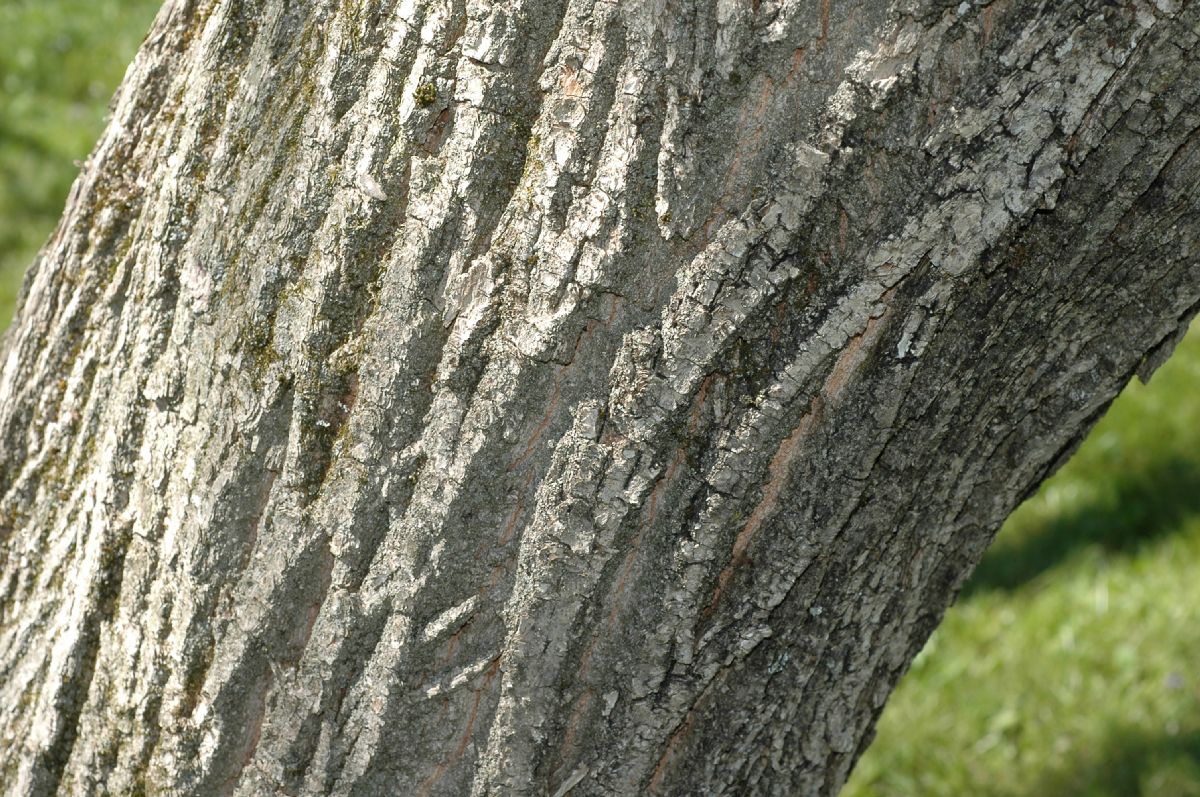 Juglandaceae Pterocarya stenoptera