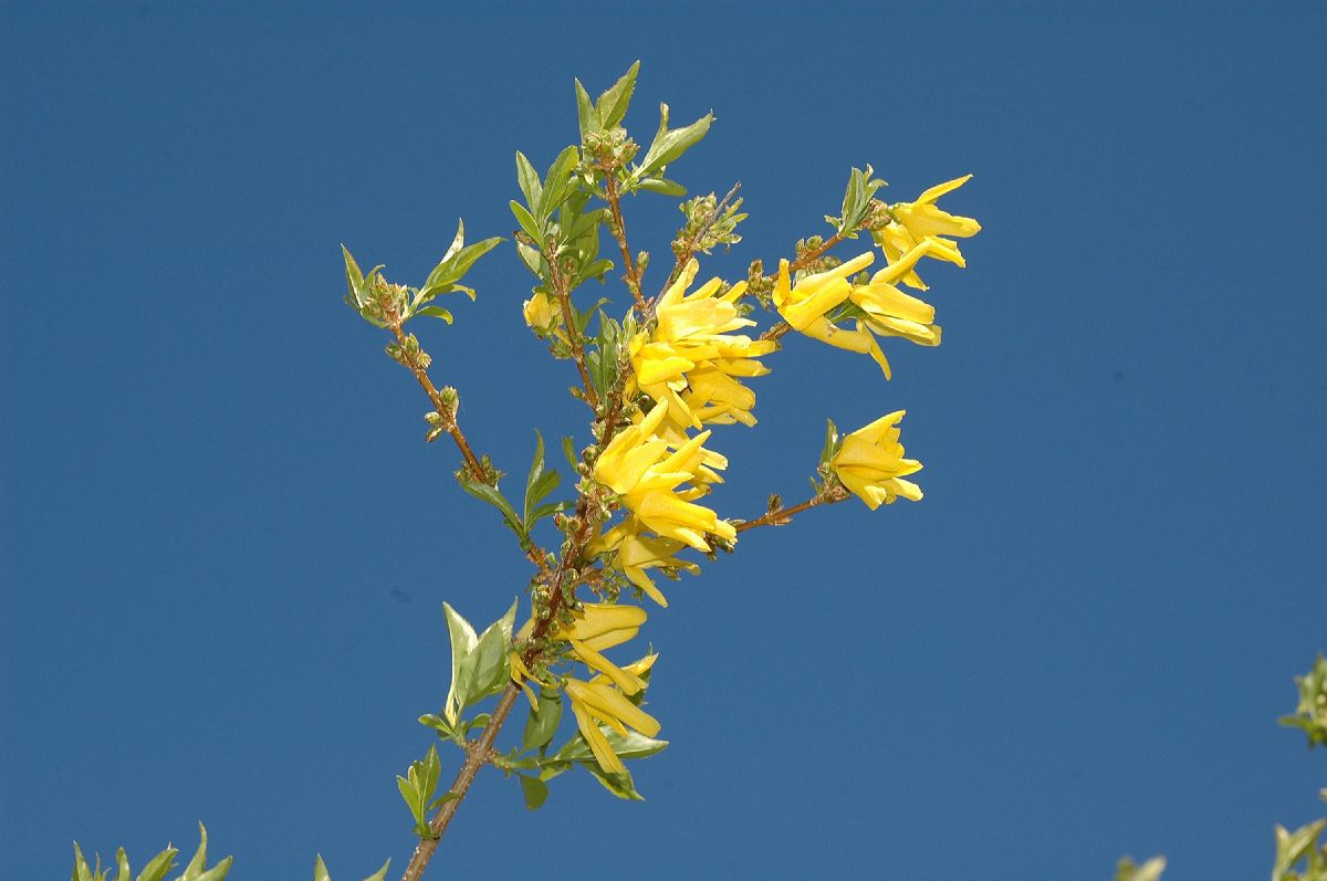 Oleaceae Forsythia 