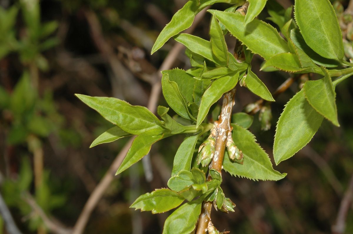 Oleaceae Forsythia 