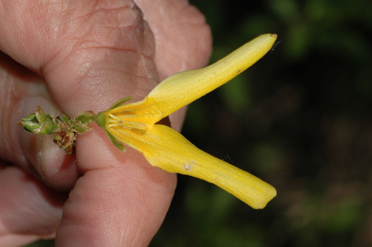 Oleaceae Forsythia 