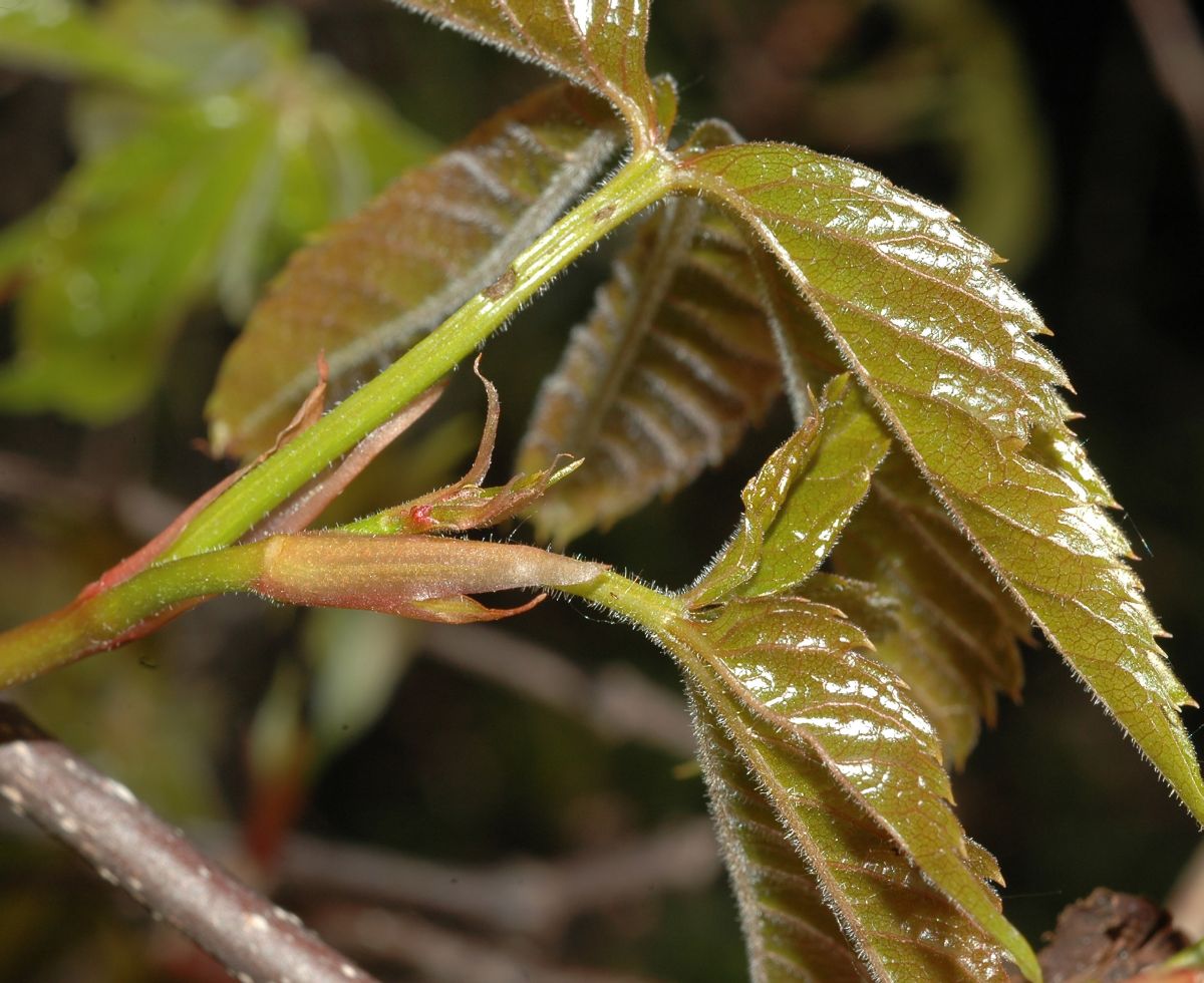 Vitaceae Parthenocissus 