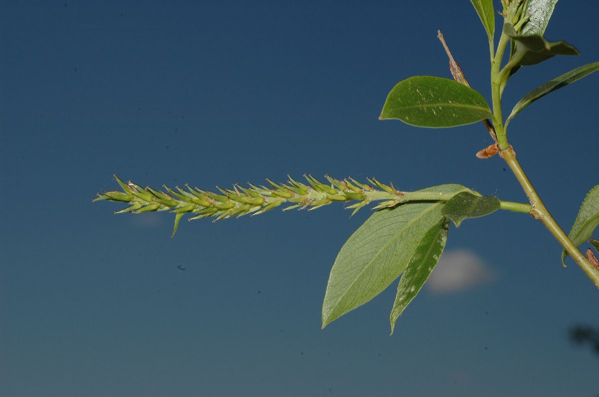 Salicaceae Salix amygdaloides