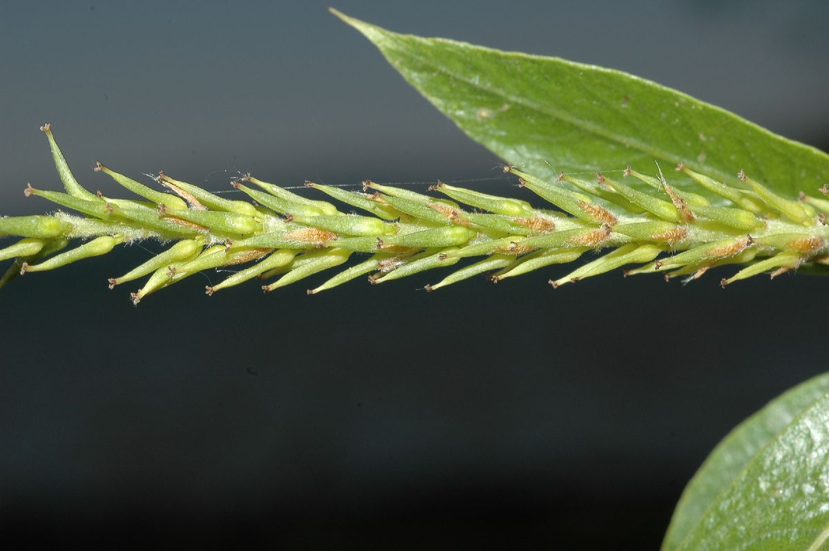 Salicaceae Salix amygdaloides