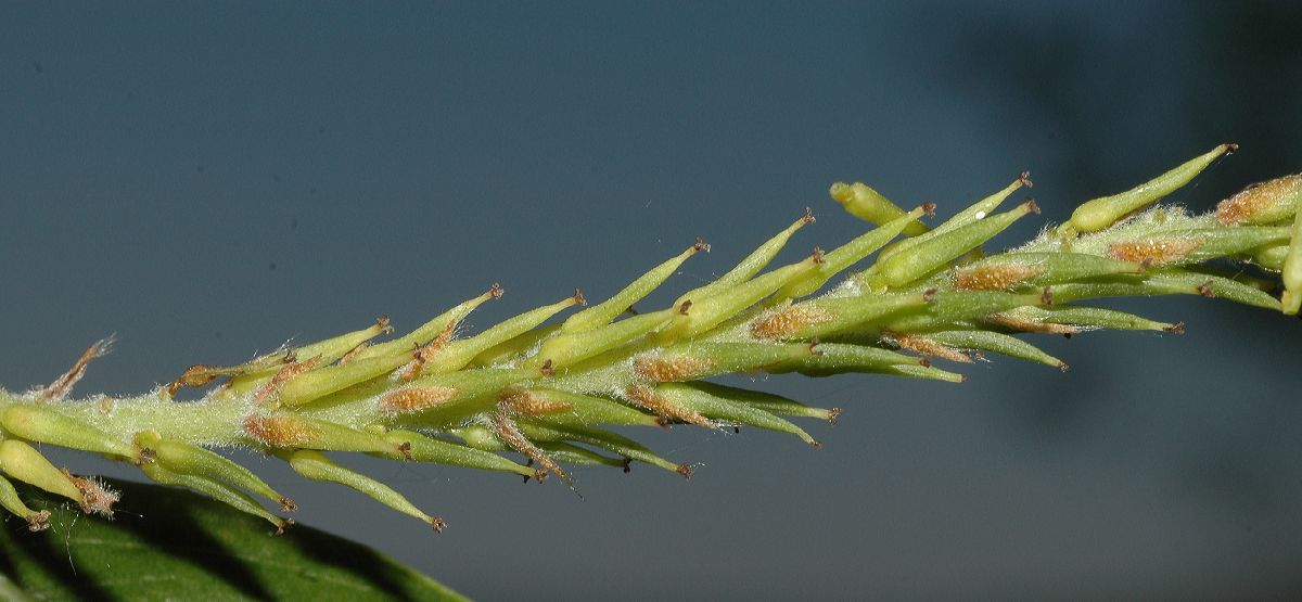 Salicaceae Salix amygdaloides