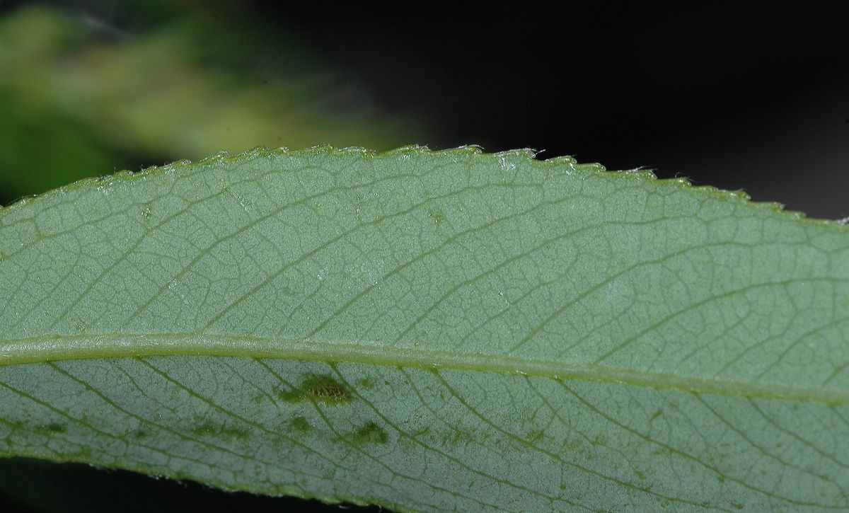 Salicaceae Salix amygdaloides