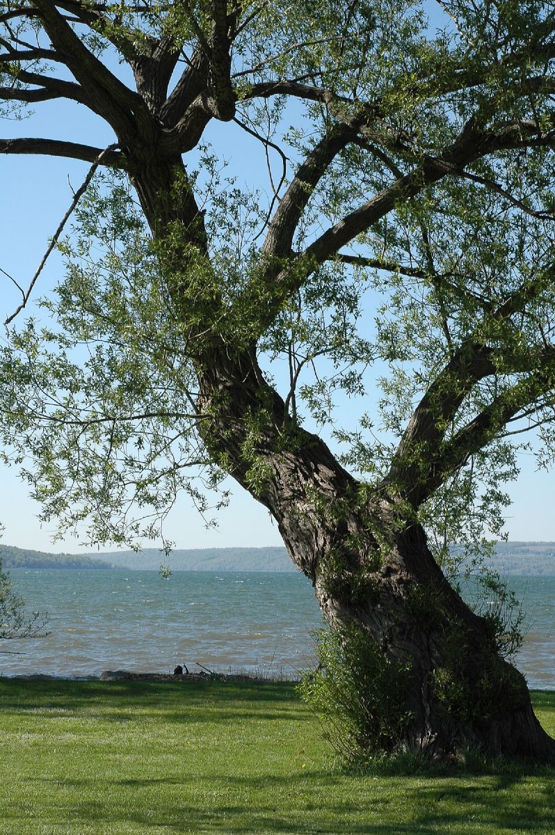 Salicaceae Salix amygdaloides