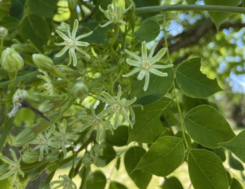 Fabaceae Gymnocladus dioica