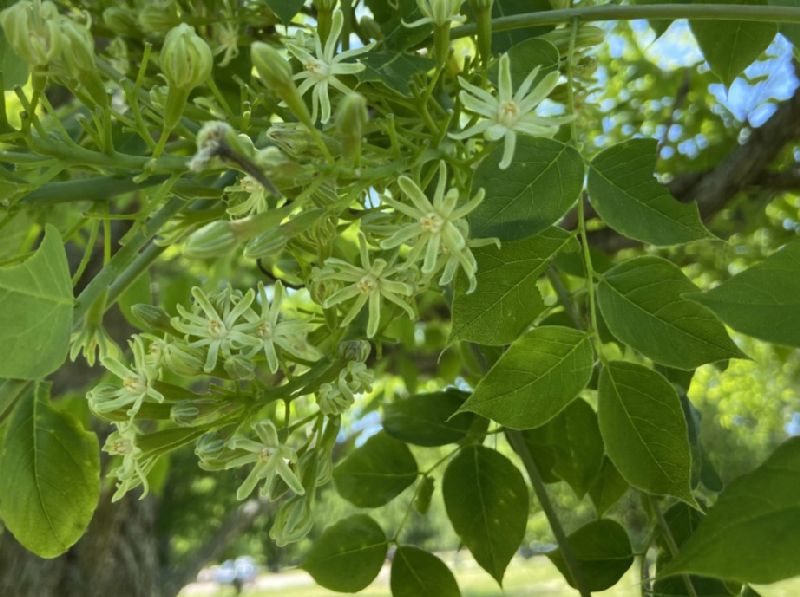 Fabaceae Gymnocladus dioica