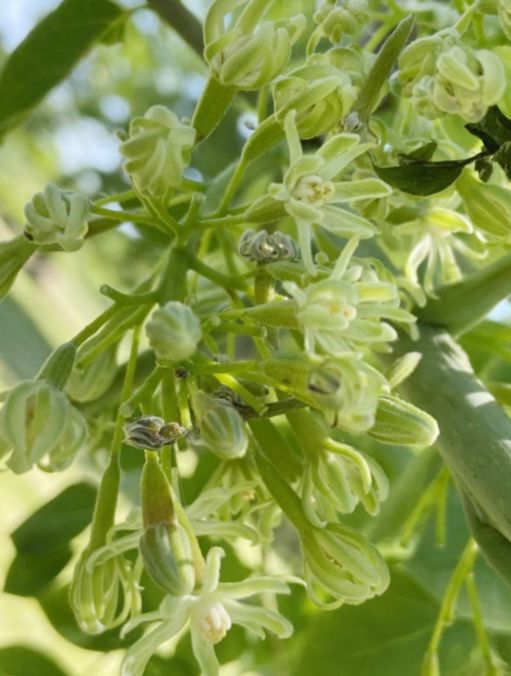 Fabaceae Gymnocladus dioica