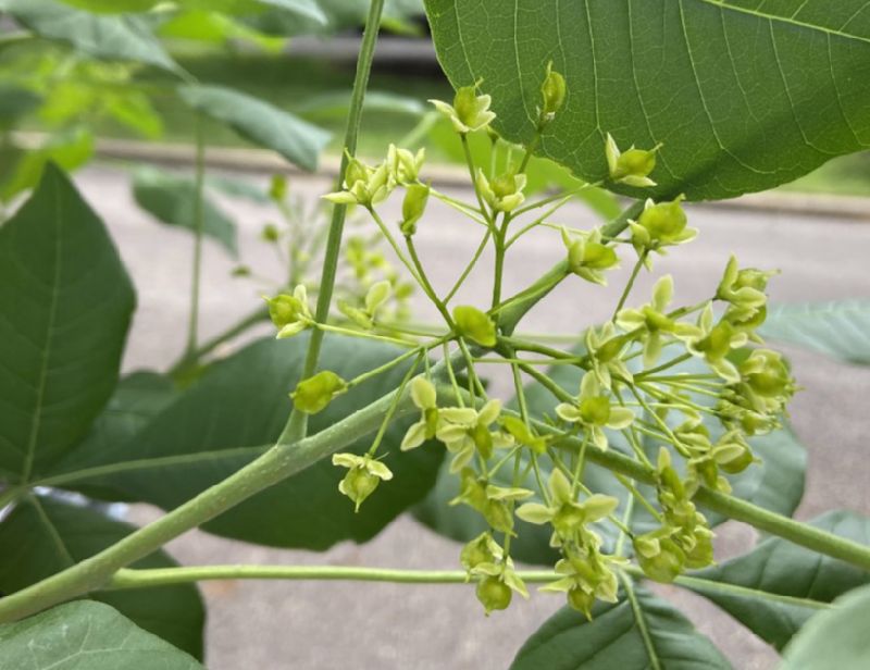 Rutaceae Ptelea trifoliata