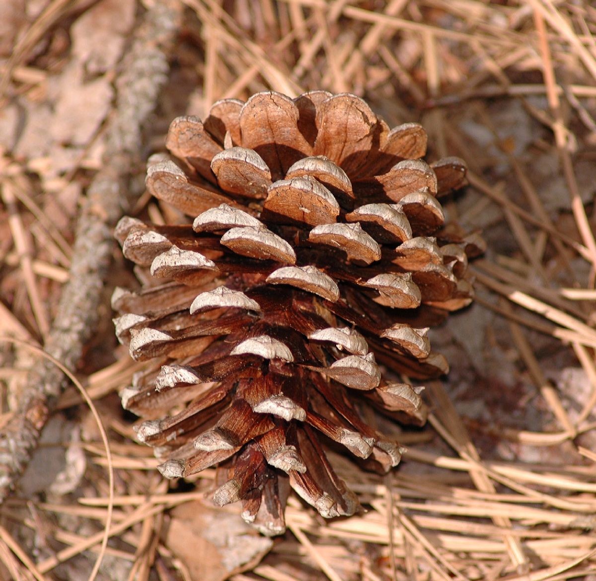 Pinaceae Pinus taeda