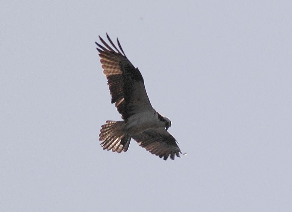 Pandionidae Pandion haliaetus