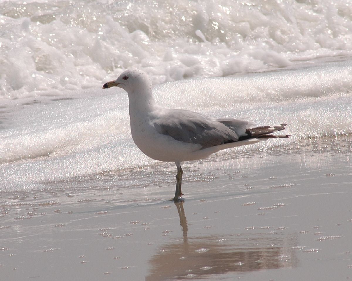 Laridae Larus delawarensis