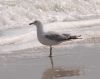 image of Larus delawarensis