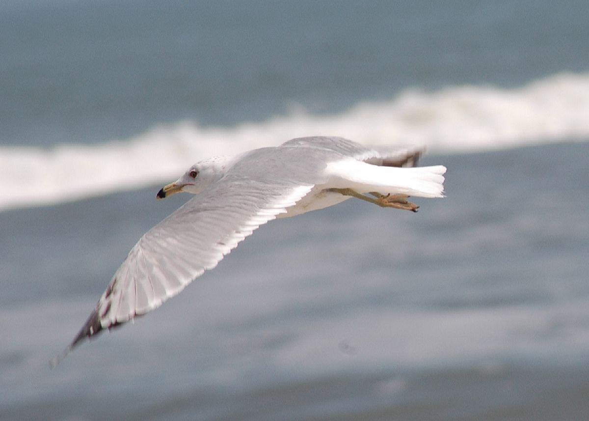 Laridae Larus delawarensis