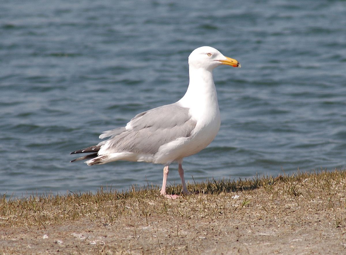 Laridae Larus argentatus