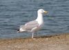 image of Larus argentatus