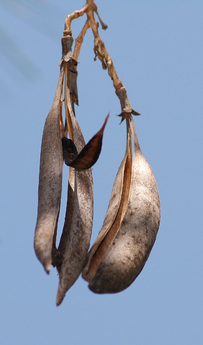 Bignoniaceae Campsis radicans