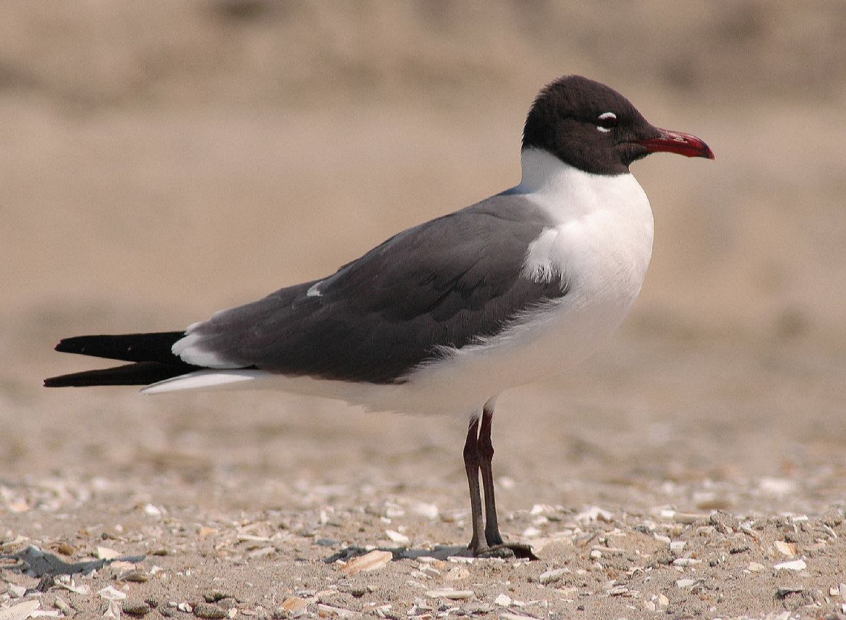 Laridae Larus atricilla