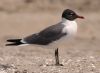 image of Larus atricilla