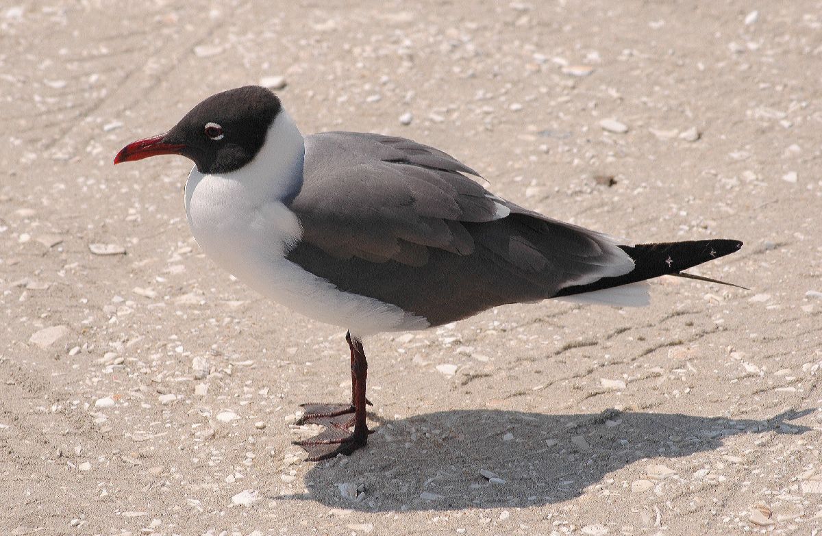 Laridae Larus atricilla