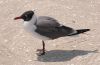 image of Larus atricilla