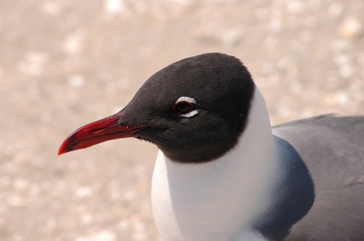 Laridae Larus atricilla