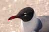 image of Larus atricilla