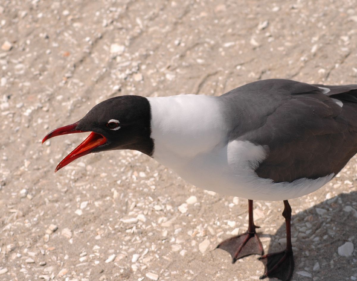 Laridae Larus atricilla