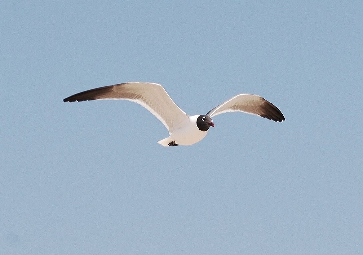 Laridae Larus atricilla