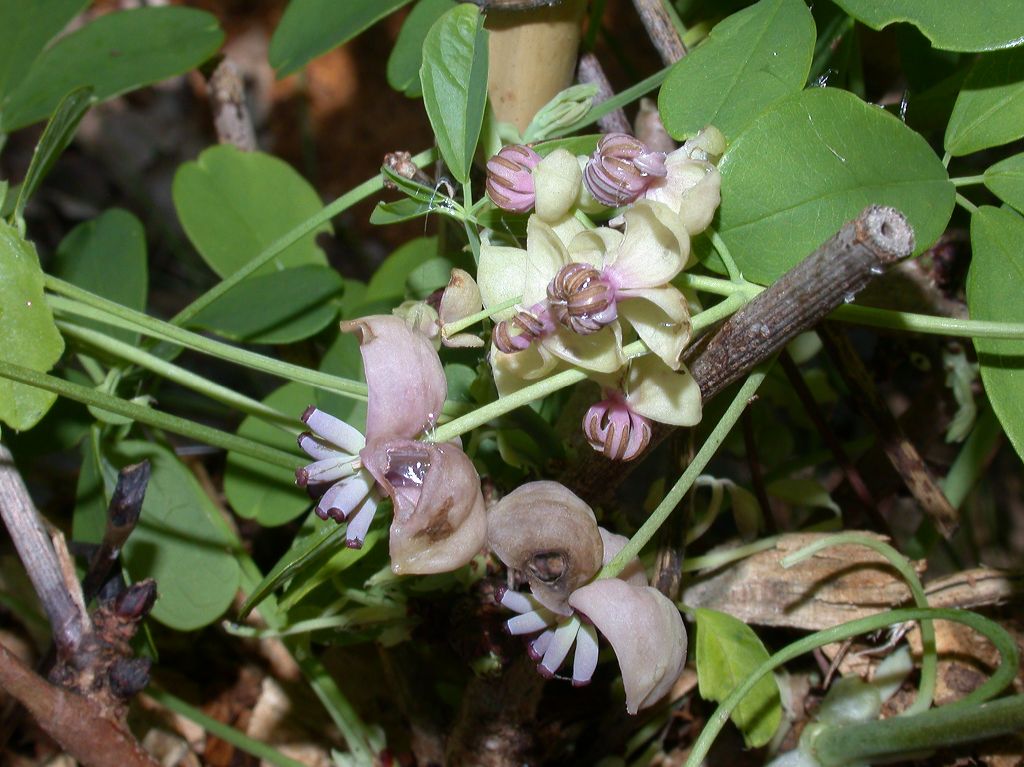 Lardizabalaceae Akebia quinata