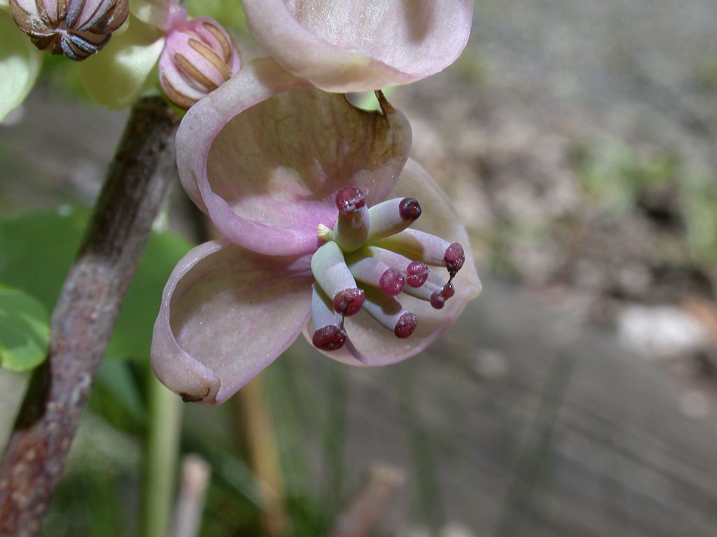 Lardizabalaceae Akebia quinata