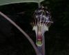 image of Arisaema triphyllum