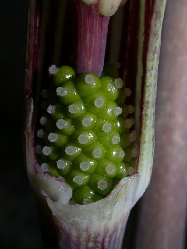 Araceae Arisaema triphyllum
