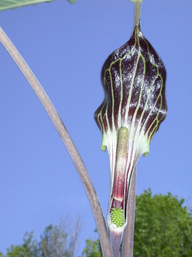 Araceae Arisaema triphyllum